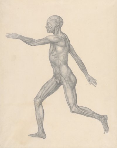 Exposición anatómica comparativa de la estructura del cuerpo humano con la de un tigre y un ave común: Figura humana, vista lateral, tras la extirpación de la piel y de las capas fasciales subyacentes (Estudio terminado para la Tabla XIII) de George Stubbs