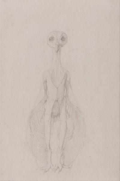 Exposición anatómica comparativa de la estructura del cuerpo humano con la del tigre y la del ave común: Búho de pie, vista anterior de George Stubbs