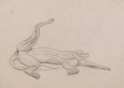 Exposición anatómica comparativa de la estructura del cuerpo humano con la de un tigre y un ave común: Tigre, yacente, visto ventralmente de George Stubbs
