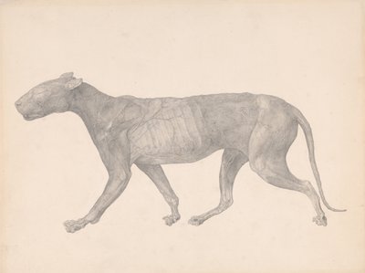 Exposición anatómica comparativa de la estructura del cuerpo humano con la de un tigre y un ave común:  Tiger, Lateral View, with Skin and Tissue Removed (Estudio terminado para la Tabla IX) de George Stubbs