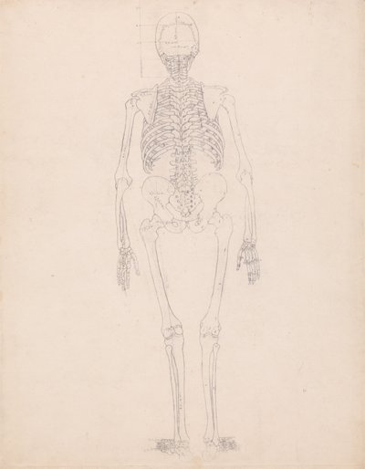 Exposición anatómica comparativa de la estructura del cuerpo humano con la del tigre y la del ave común: Esqueleto humano, vista posterior de George Stubbs