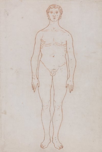 Exposición anatómica comparativa de la estructura del cuerpo humano con la del tigre y la del ave común: Estudio de la figura humana, vista anterior (Esquema de la tabla VI) de George Stubbs