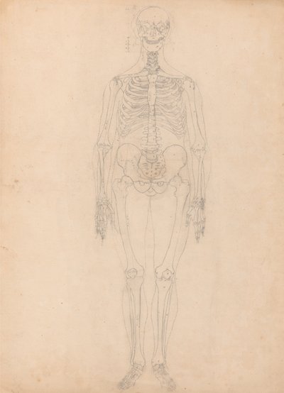 Exposición anatómica comparativa de la estructura del cuerpo humano con la del tigre y la del ave común: Esqueleto humano, vista anterior de George Stubbs