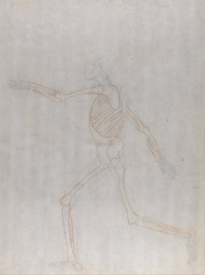 Exposición anatómica comparativa de la estructura del cuerpo humano con la del tigre y la del ave común: Esqueleto humano, vista lateral de George Stubbs