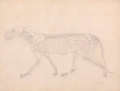 Exposición anatómica comparativa de la estructura del cuerpo humano con la del tigre y la del ave común: Cuerpo del tigre, vista lateral de George Stubbs