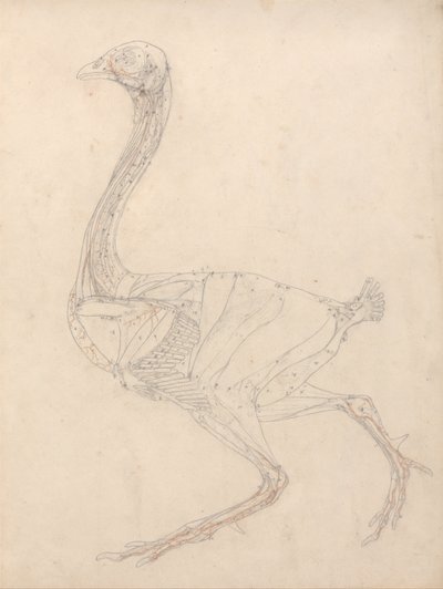 Exposición anatómica comparativa de la estructura del cuerpo humano con la del tigre y la del ave común: Cuerpo de ave, vista lateral (estudio para la figura clave de la tabla XV) de George Stubbs
