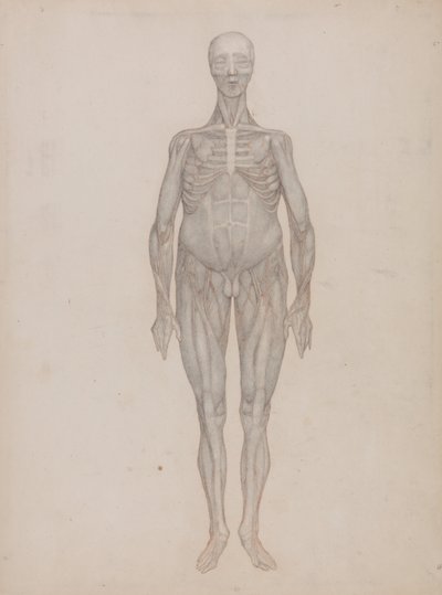 Exposición anatómica comparativa de la estructura del cuerpo humano con la de un tigre y un ave común: Figura humana, vista anterior (destinada a una lámina que nunca se publicó) de George Stubbs