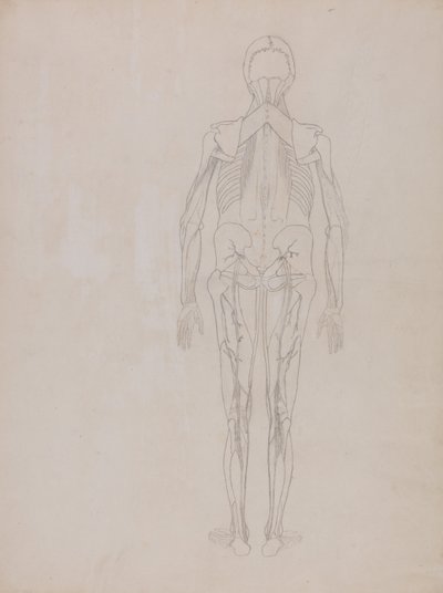 Exposición anatómica comparativa de la estructura del cuerpo humano con la de un tigre y un ave común: Figura humana, vista posterior (Esquema de la figura clave de una lámina inédita) de George Stubbs