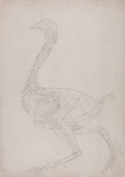 Exposición anatómica comparativa de la estructura del cuerpo humano con la del tigre y la del ave común:  Cuerpo de ave, vista lateral (Dibujo esquemático, relacionado con la Tabla XV) de George Stubbs