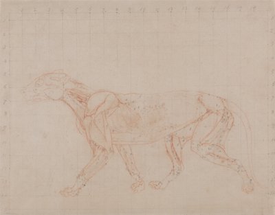 Exposición anatómica comparativa de la estructura del cuerpo humano con la del tigre y la del ave común:  Cuerpo de Tigre, Vista Lateral (Estudio de la cuarta etapa de disección mostrando los músculos más profundos) de George Stubbs