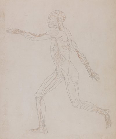 Exposición anatómica comparativa de la estructura del cuerpo humano con la del tigre y la del ave común: Figura humana, vista lateral (En relación con el cuadro XIII, estudio detallado de los vasos sanguíneos que irrigan los músculos) de George Stubbs
