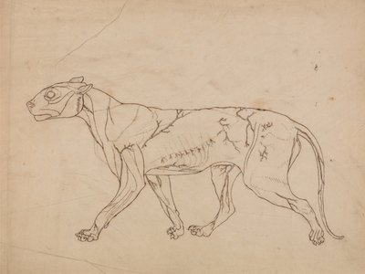 Exposición anatómica comparativa de la estructura del cuerpo humano con la del tigre y la del ave común:  Cuerpo de tigre, vista lateral (Estudio esquemático de los músculos superficiales y su irrigación sanguínea, probablemente realizado para un personaje de George Stubbs