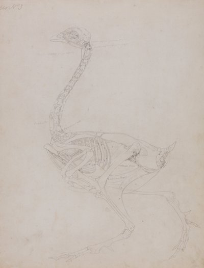Exposición anatómica comparativa de la estructura del cuerpo humano con la del tigre y la del ave común:  Cuerpo de ave, vista lateral de George Stubbs