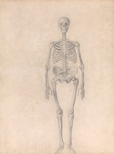 Exposición anatómica comparativa de la estructura del cuerpo humano con la del tigre y la del ave común: Esqueleto Humano, Vista Anterior (Estudio Finalizado para la Tabla I) de George Stubbs