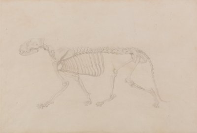 Exposición anatómica comparativa de la estructura del cuerpo humano con la de un tigre y un ave común: Esqueleto de Tigre, Vista Lateral (Estudio muy acabado para la Tabla IV) de George Stubbs