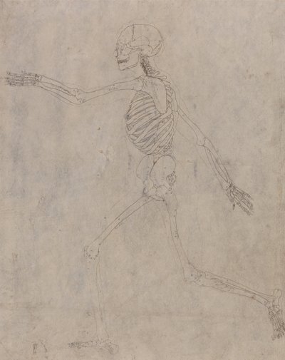 Exposición anatómica comparativa de la estructura del cuerpo humano con la del tigre y la del ave común: Esqueleto humano, vista lateral de George Stubbs
