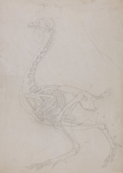 Exposición anatómica comparativa de la estructura del cuerpo humano con la del tigre y la del ave común:  Esqueleto de ave, vista lateral (dibujo esquemático) de George Stubbs