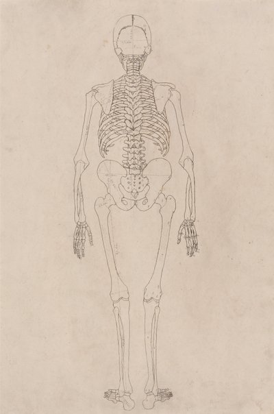 Exposición anatómica comparativa de la estructura del cuerpo humano con la del tigre y la del ave común: Esqueleto Humano, Vista Posterior (Relacionado con la Tabla II) de George Stubbs