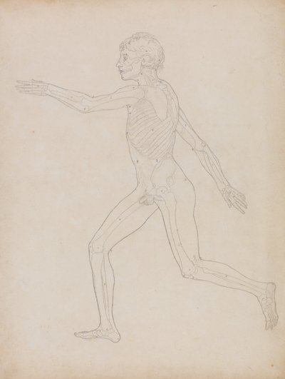 Exposición anatómica comparativa de la estructura del cuerpo humano con la del tigre y la del ave común: Figura humana, vista lateral de George Stubbs
