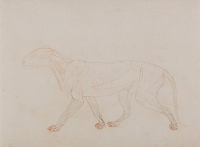 Exposición anatómica comparativa de la estructura del cuerpo humano con la de un tigre y un ave común: Cuerpo de tigre, vista lateral (Muestra la tercera etapa de la disección) de George Stubbs