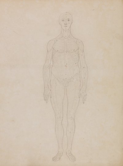 Exposición Anatómica Comparativa de la Estructura del Cuerpo Humano con la de un Tigre y un Ave Común: Estudio de la Figura Humana, Vista Anterior (Probablemente relacionado con la Tabla XI) de George Stubbs