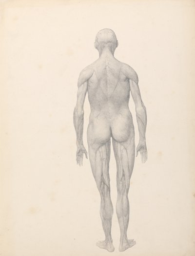 Exposición Anatómica Comparativa de la Estructura del Cuerpo Humano con la de un Tigre y un Ave Común:  Figura Humana, Vista Posterior, Parcialmente Disecada (Estudio Finalizado para la Tabla XII) de George Stubbs