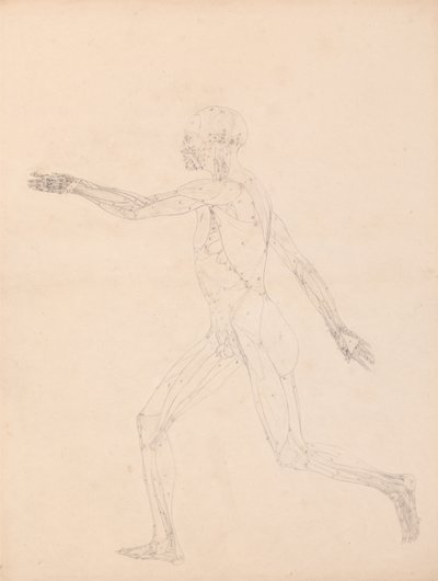 Exposición anatómica comparativa de la estructura del cuerpo humano con la del tigre y la del ave común: Figura Humana, Vista Lateral (Para la figura clave de la Tabla XIII) de George Stubbs