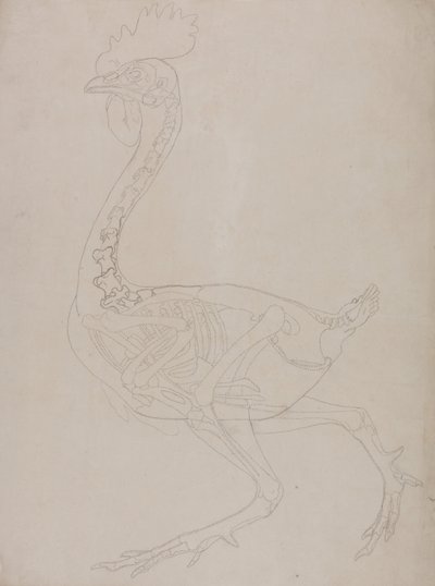Exposición anatómica comparativa de la estructura del cuerpo humano con la del tigre y la del ave común:  Esqueleto de ave, vista lateral de George Stubbs