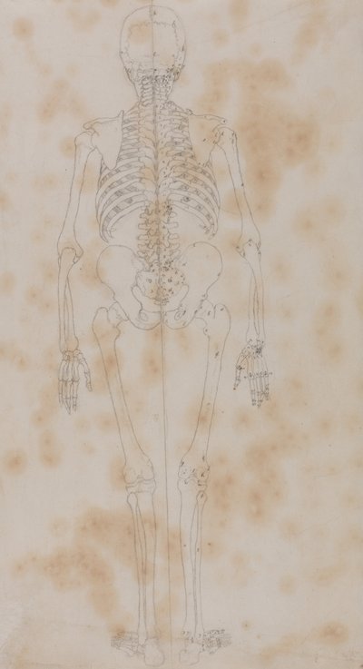 Exposición anatómica comparativa de la estructura del cuerpo humano con la del tigre y la del ave común: Human Skeleton, Posterior View (Quizás el primero de los estudios del esqueleto) de George Stubbs