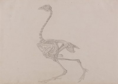 Exposición anatómica comparativa de la estructura del cuerpo humano con la de un tigre y un ave común:  Dorking Hen Skeleton, Lateral View (Estudio terminado para un cuadro inédito) de George Stubbs