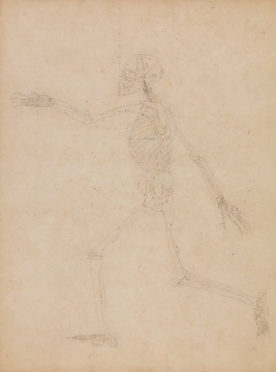 Exposición anatómica comparativa de la estructura del cuerpo humano con la del tigre y la del ave común:  Esqueleto humano, vista lateral de George Stubbs