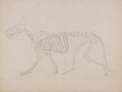 Exposición anatómica comparativa de la estructura del cuerpo humano con la del tigre y la del ave común: Esqueleto de tigre, vista lateral de George Stubbs