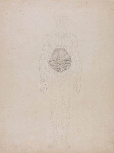 Exposición anatómica comparativa de la estructura del cuerpo humano con la del tigre y la del ave común: Figura humana, vista anterior (Esquema) de George Stubbs