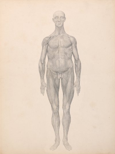 Exposición Anatómica Comparativa de la Estructura del Cuerpo Humano con la de un Tigre y un Ave Común: Figura humana, vista anterior, piel y capas fasciales subyacentes eliminadas (estudio terminado para la tabla XI) de George Stubbs