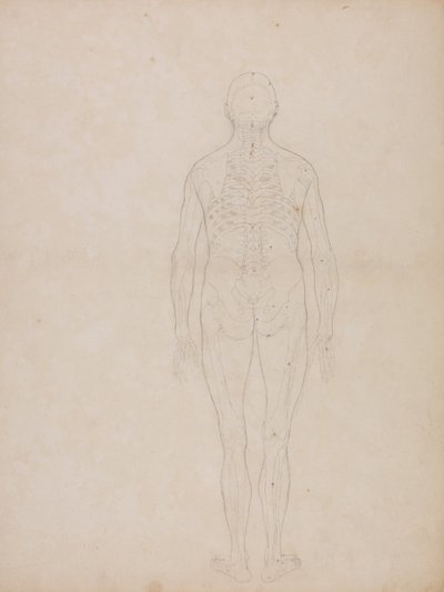 Exposición anatómica comparativa de la estructura del cuerpo humano con la de un tigre y un ave común: Figura humana, vista posterior de George Stubbs