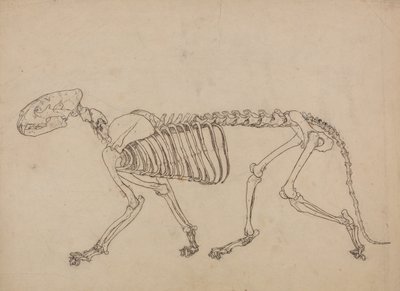 Exposición anatómica comparativa de la estructura del cuerpo humano con la del tigre y la del ave común: Esqueleto de Tigre, Vista Lateral (Estudio para la figura clave de la Tabla IV) de George Stubbs