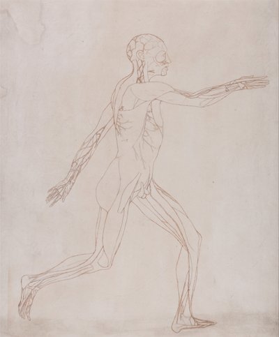 Exposición anatómica comparativa de la estructura del cuerpo humano con la de un tigre y un ave común: Figura Humana, Vista Lateral (Preparada para su traslado a la lámina de la figura clave de la Tabla XIII) de George Stubbs