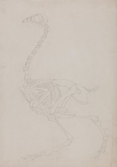 Exposición anatómica comparativa de la estructura del cuerpo humano con la del tigre y la del ave común:  Esqueleto de ave, vista lateral de George Stubbs