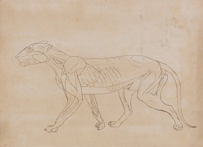 Exposición anatómica comparativa de la estructura del cuerpo humano con la del tigre y la del ave común:  Cuerpo del tigre, vista lateral (Esquema de una figura clave) de George Stubbs