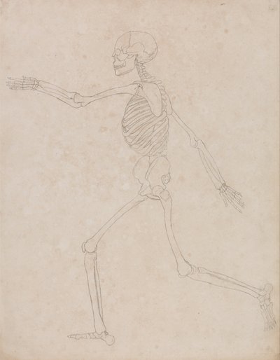 Exposición anatómica comparativa de la estructura del cuerpo humano con la del tigre y la del ave común: Esqueleto Humano, Vista Lateral (Puede haber sido preparado inicialmente para su uso como figura clave de la Tabla III, pero posteriormente fue abandon de George Stubbs