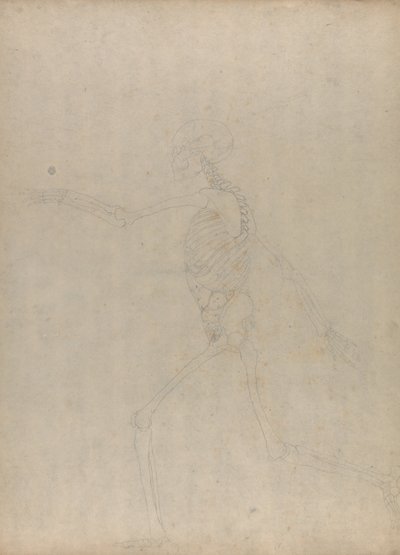 Exposición anatómica comparativa de la estructura del cuerpo humano con la del tigre y la del ave común: Esqueleto humano, vista lateral (Estudio para una figura clave de una tabla inédita que muestra las vísceras abdominales) de George Stubbs