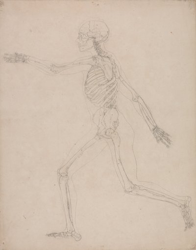 Exposición anatómica comparativa de la estructura del cuerpo humano con la del tigre y la del ave común: Esqueleto humano, vista lateral de George Stubbs