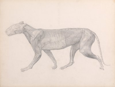 Exposición anatómica comparativa de la estructura del cuerpo humano con la del tigre y la del ave común:  Tigre, vista lateral, sin el tejido conjuntivo que recubre los músculos (estudio terminado para el cuadro XIV) de George Stubbs
