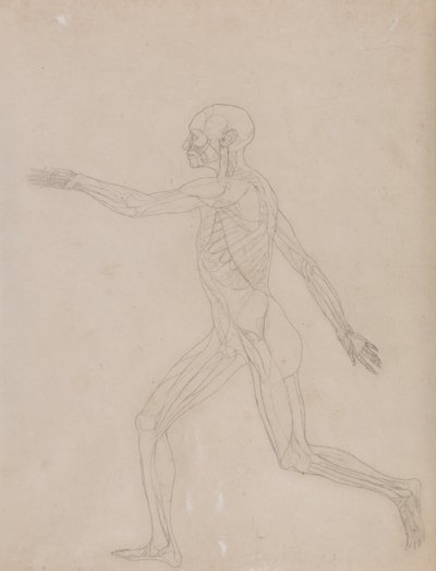 Exposición anatómica comparativa de la estructura del cuerpo humano con la del tigre y la del ave común: Figura humana, vista lateral de George Stubbs