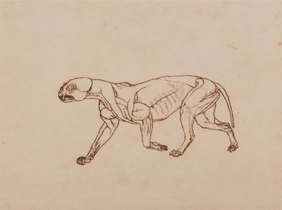 Exposición anatómica comparativa de la estructura del cuerpo humano con la del tigre y la del ave común:  Cuerpo de leopardo, vista lateral de George Stubbs
