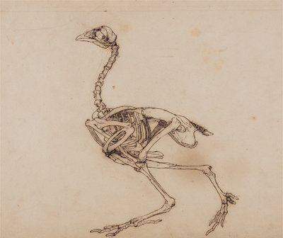 Exposición anatómica comparativa de la estructura del cuerpo humano con la de un tigre y un ave común:  Dorking Hen Skeleton, Lateral View (Probablemente preparado para una figura clave inédita) de George Stubbs