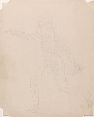 Exposición anatómica comparativa de la estructura del cuerpo humano con la del tigre y la del ave común: Figura humana, vista lateral de George Stubbs