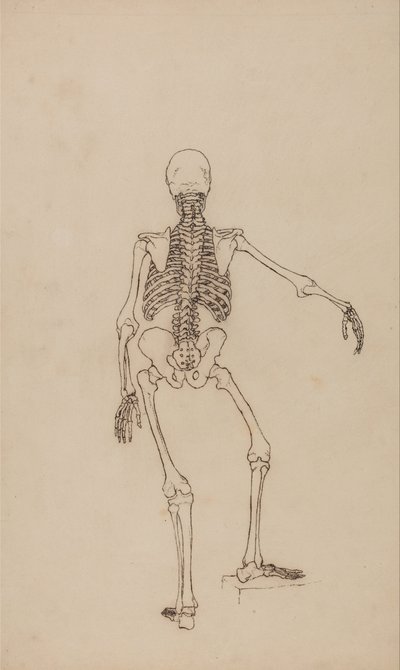 Exposición anatómica comparativa de la estructura del cuerpo humano con la del tigre y la del ave común: Esqueleto humano, vista posterior de George Stubbs