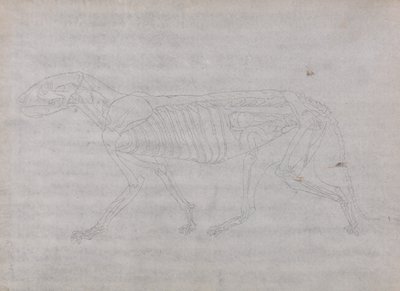 Exposición anatómica comparativa de la estructura del cuerpo humano con la del tigre y la del ave común: Cuerpo del tigre, vista lateral de George Stubbs