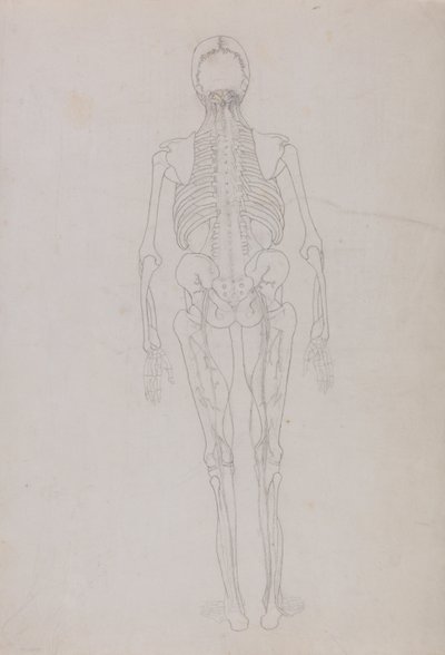Exposición anatómica comparativa de la estructura del cuerpo humano con la de un tigre y un ave común: Figura humana, vista posterior (Dibujo esquemático de una figura clave que muestra la fase final de la disección) de George Stubbs